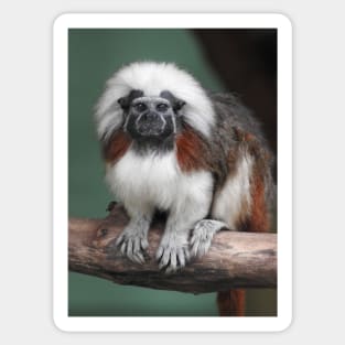 Cotton-top Tamarin Sticker